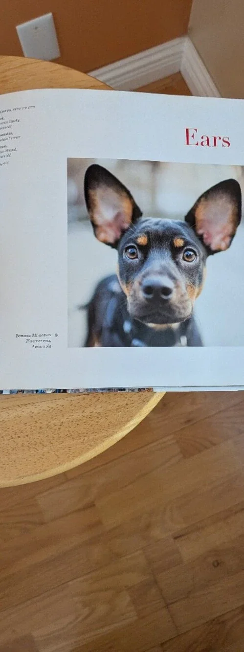 DOGIST Coffee Table Book - Brown Cover